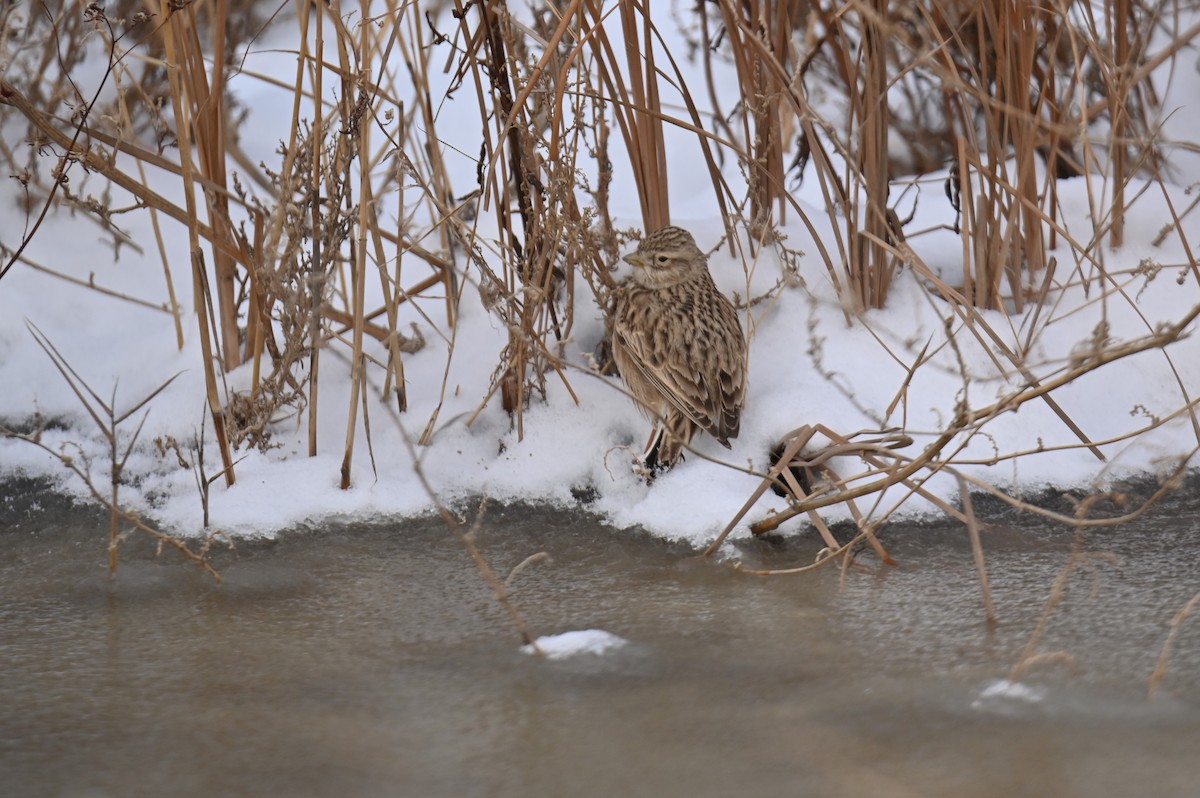 Turkestanlerche - ML649049289