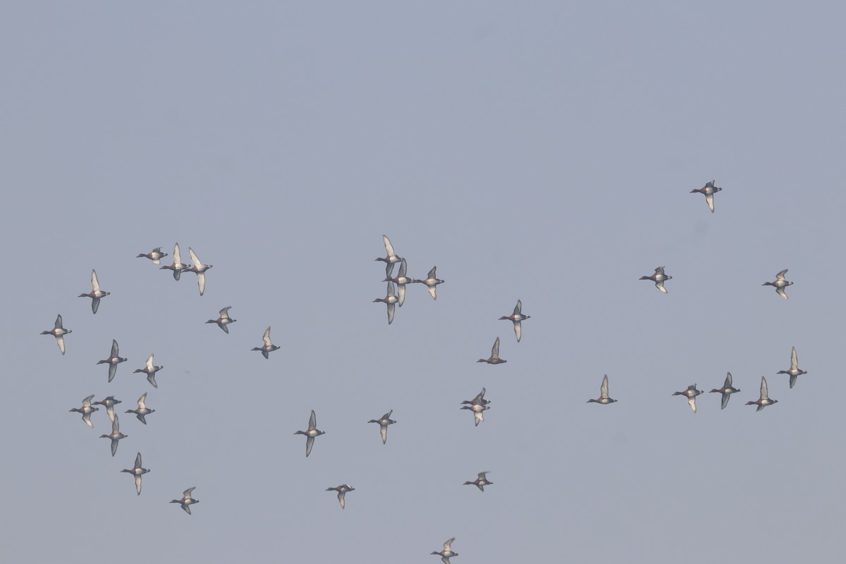 Moorente - ML649049290