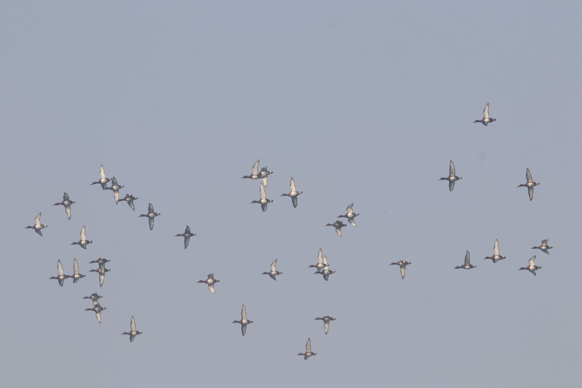 Moorente - ML649049291