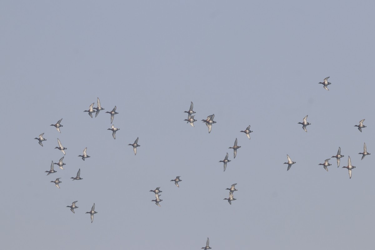 Moorente - ML649049292