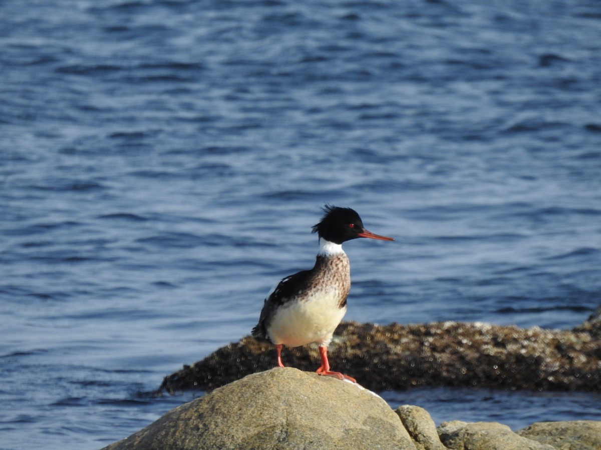 Mittelsäger - ML649049294