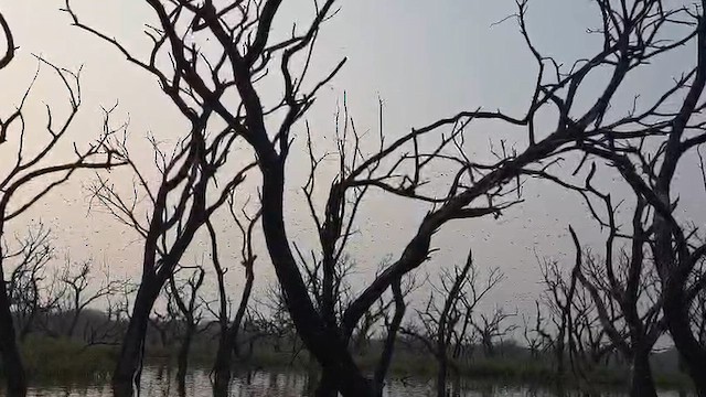 Knäkente - ML649049296