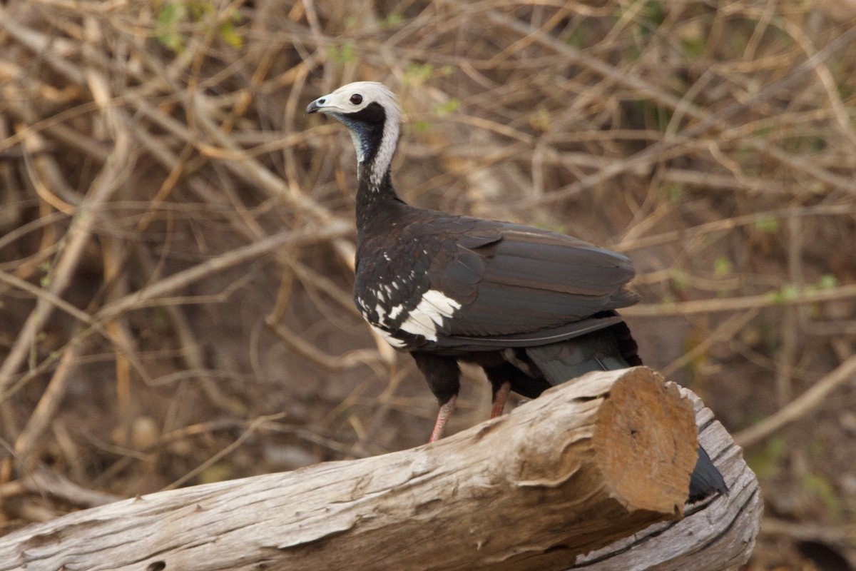 White-throated Piping-Guan - ML649049297