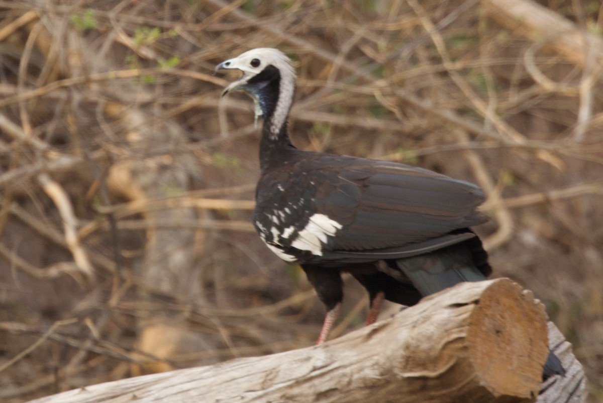 White-throated Piping-Guan - ML649049298