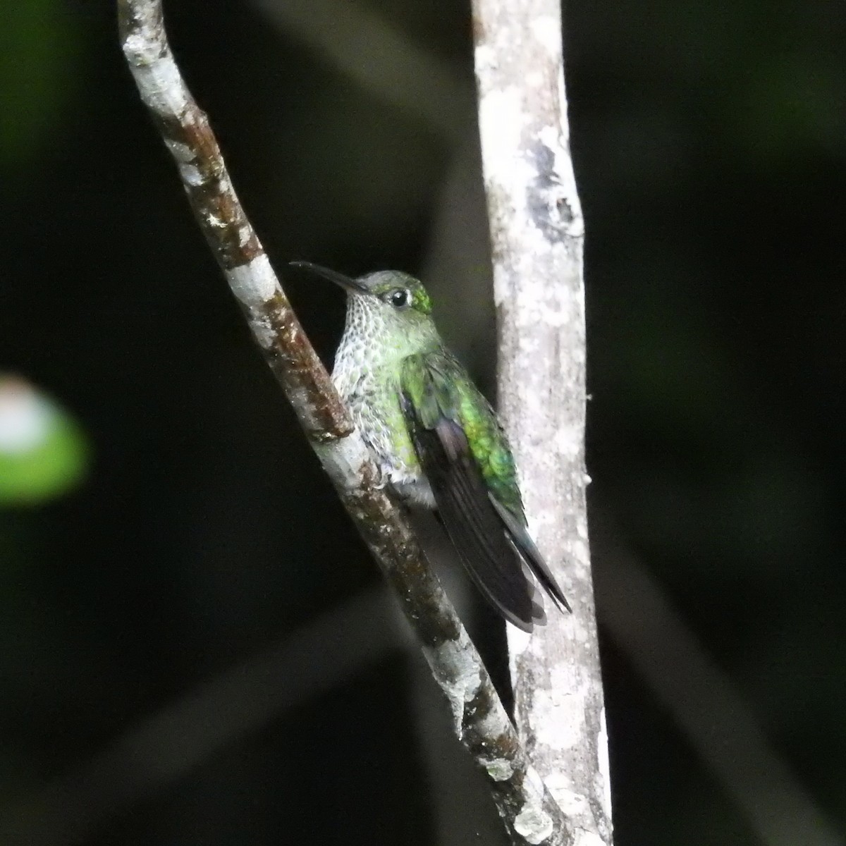 Tropfenkolibri - ML649049309