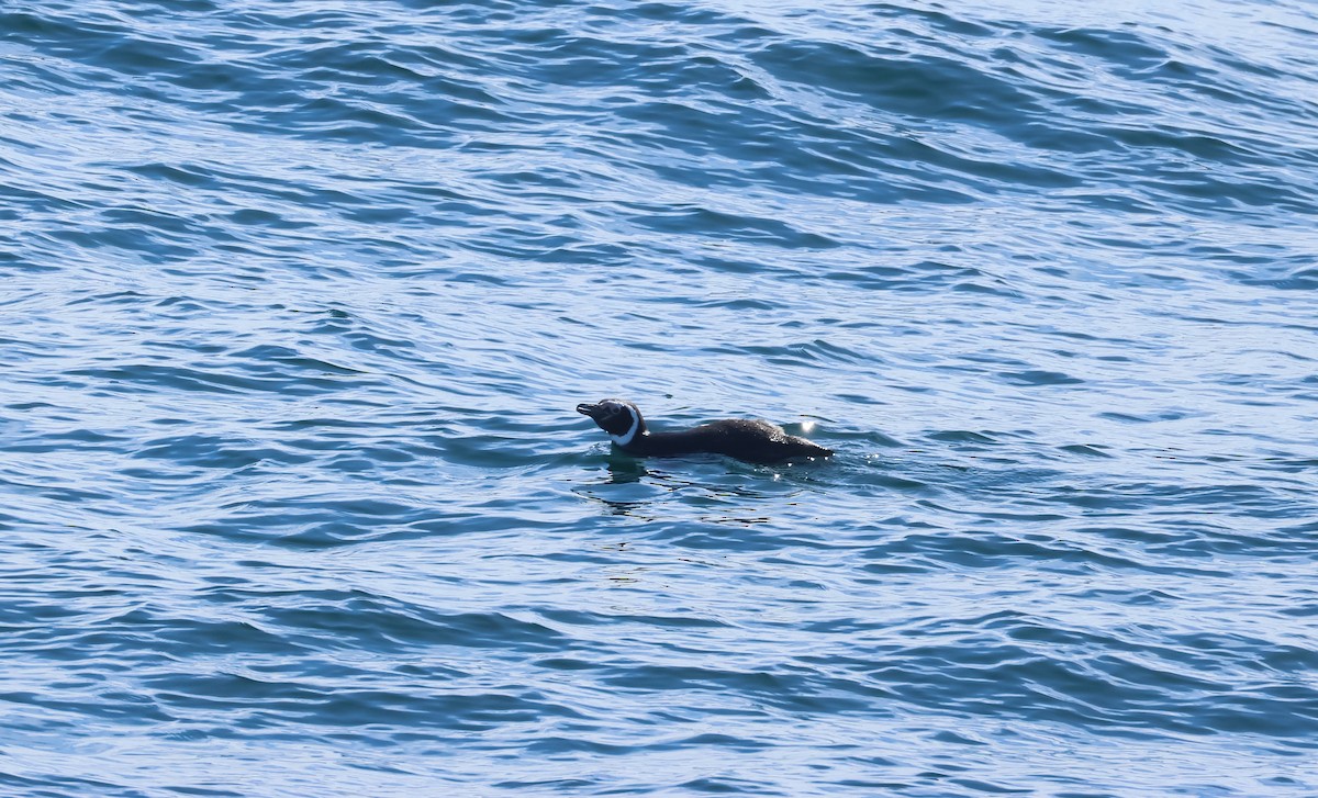 Magellanpinguin - ML649049311