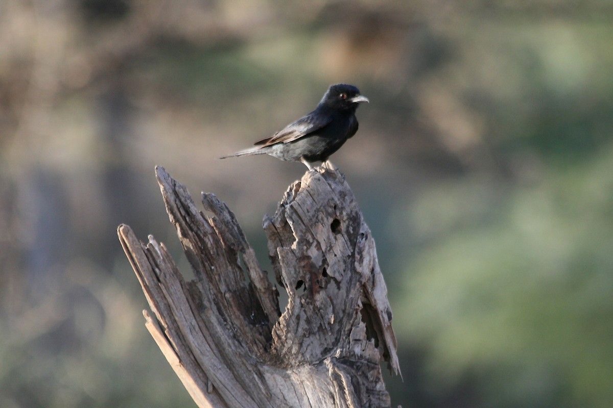 Trauerdrongo - ML649049313