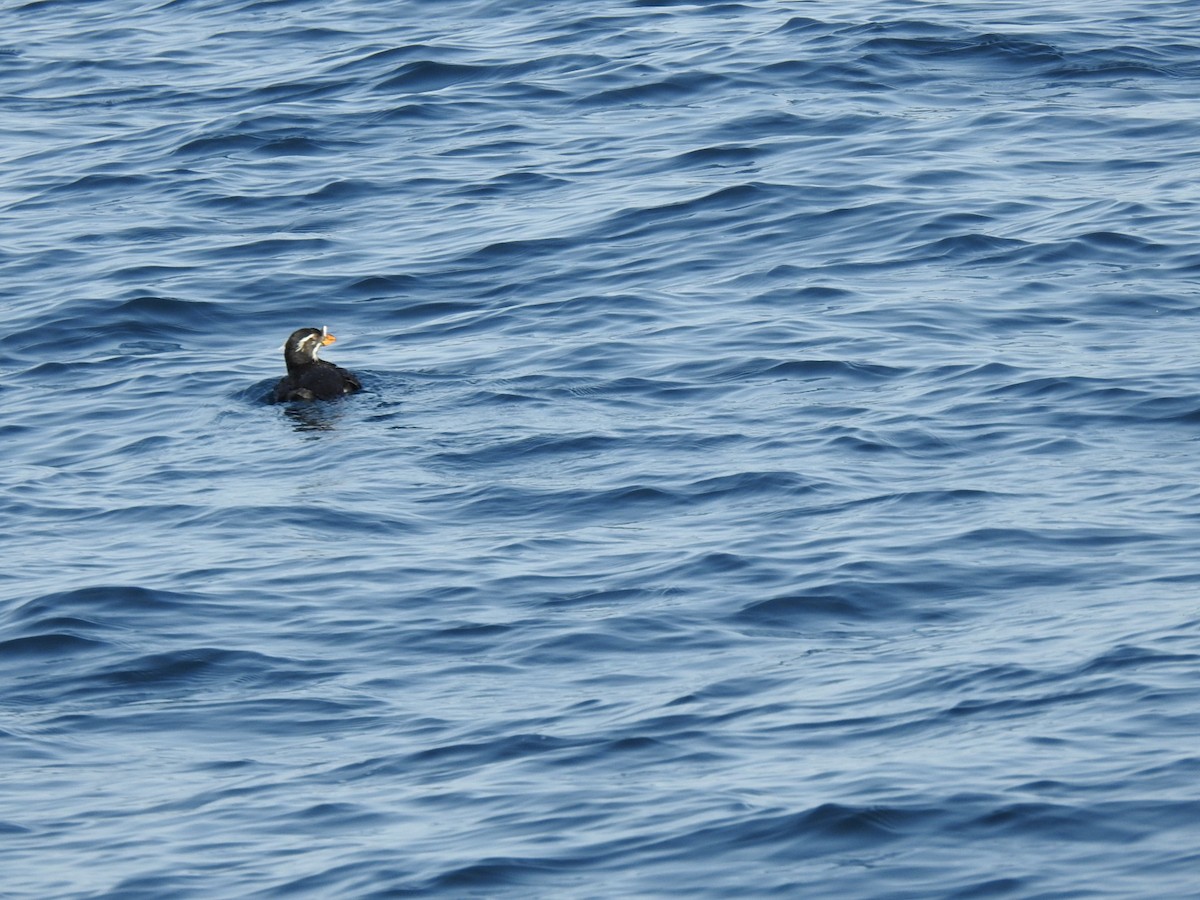 Nashornalk - ML649049315