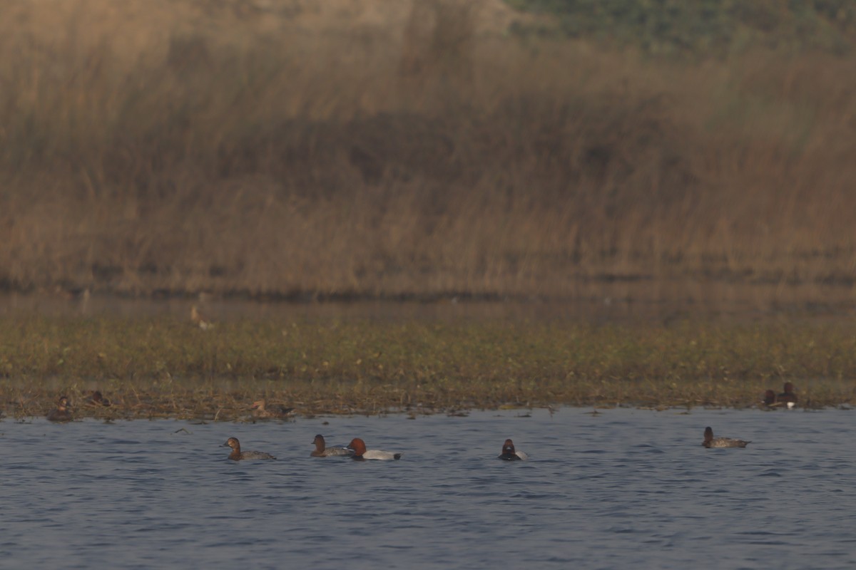 Tafelente - ML649049316