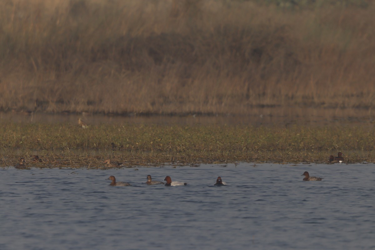 Tafelente - ML649049317