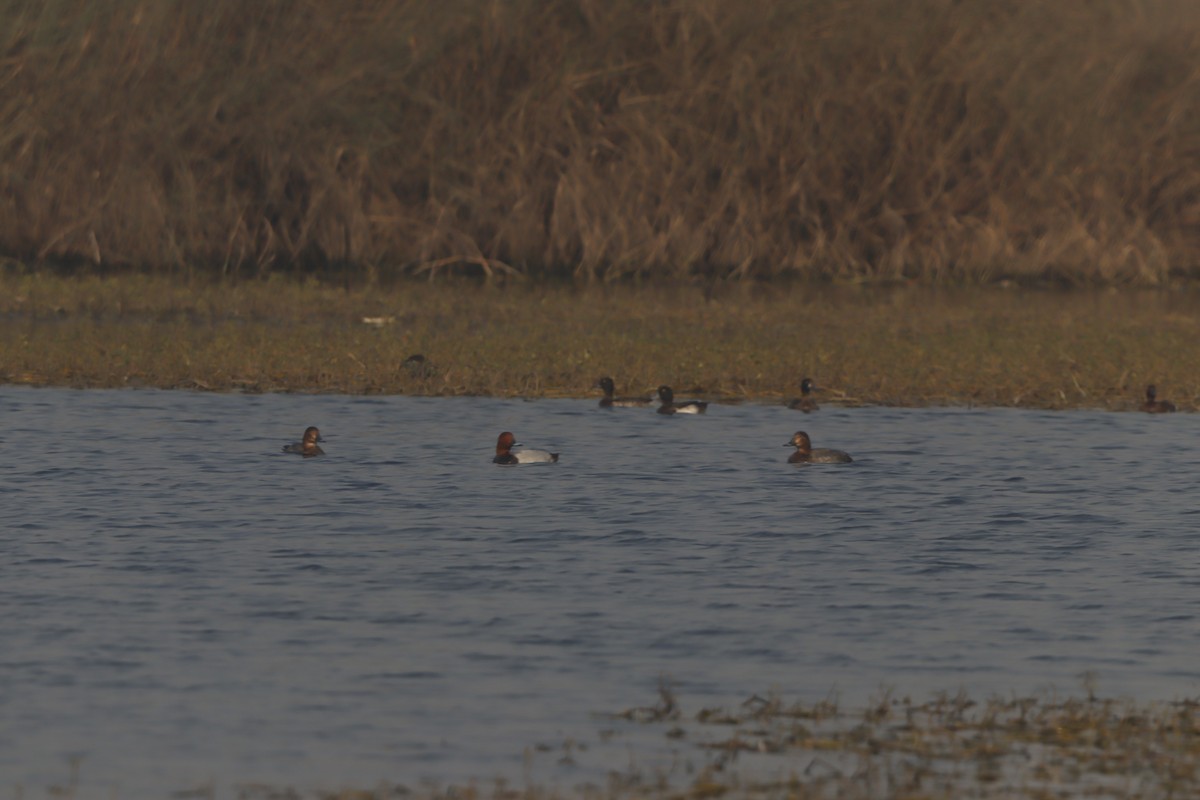 Tafelente - ML649049320