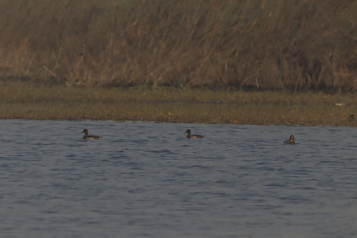 Tafelente - ML649049321