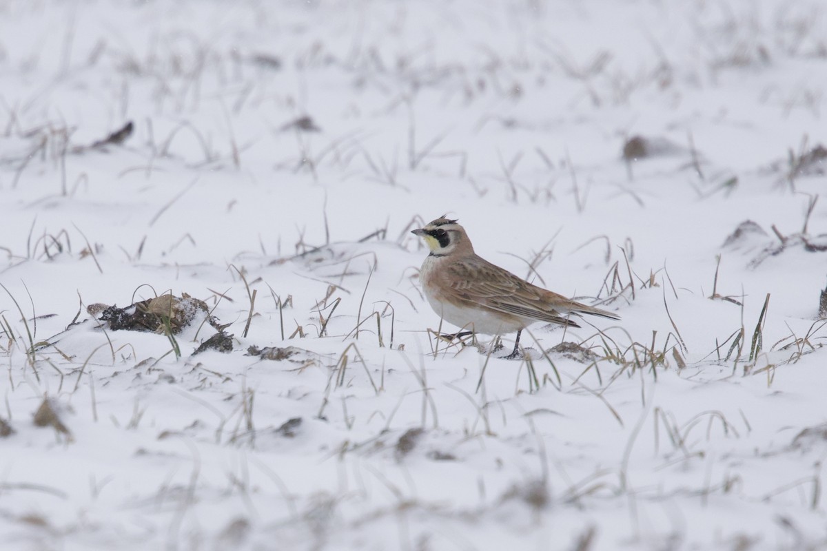 Ohrenlerche - ML649049323