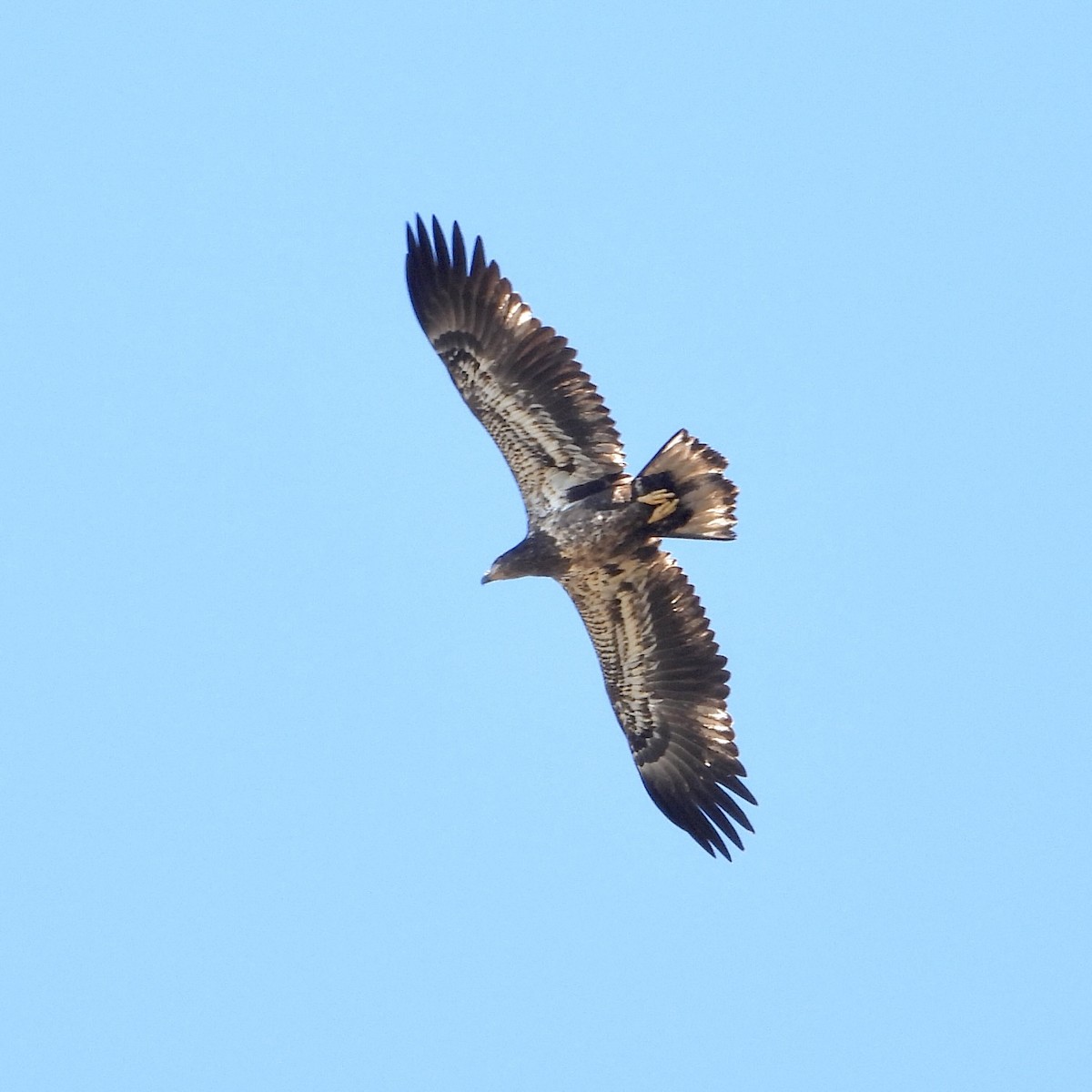Bald Eagle - ML649049384