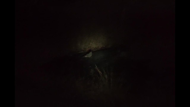 Savanna Nightjar - ML649049547