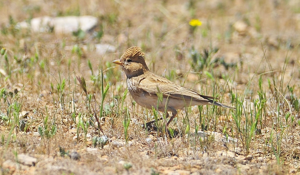 Mediterranean Short-toed Lark - ML649049658