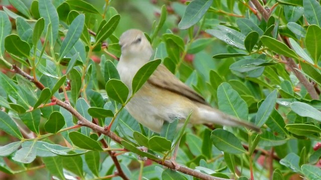 Fauvette des jardins - ML649049731