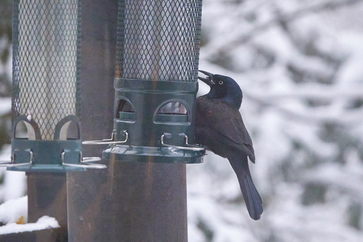 Common Grackle - ML649049878