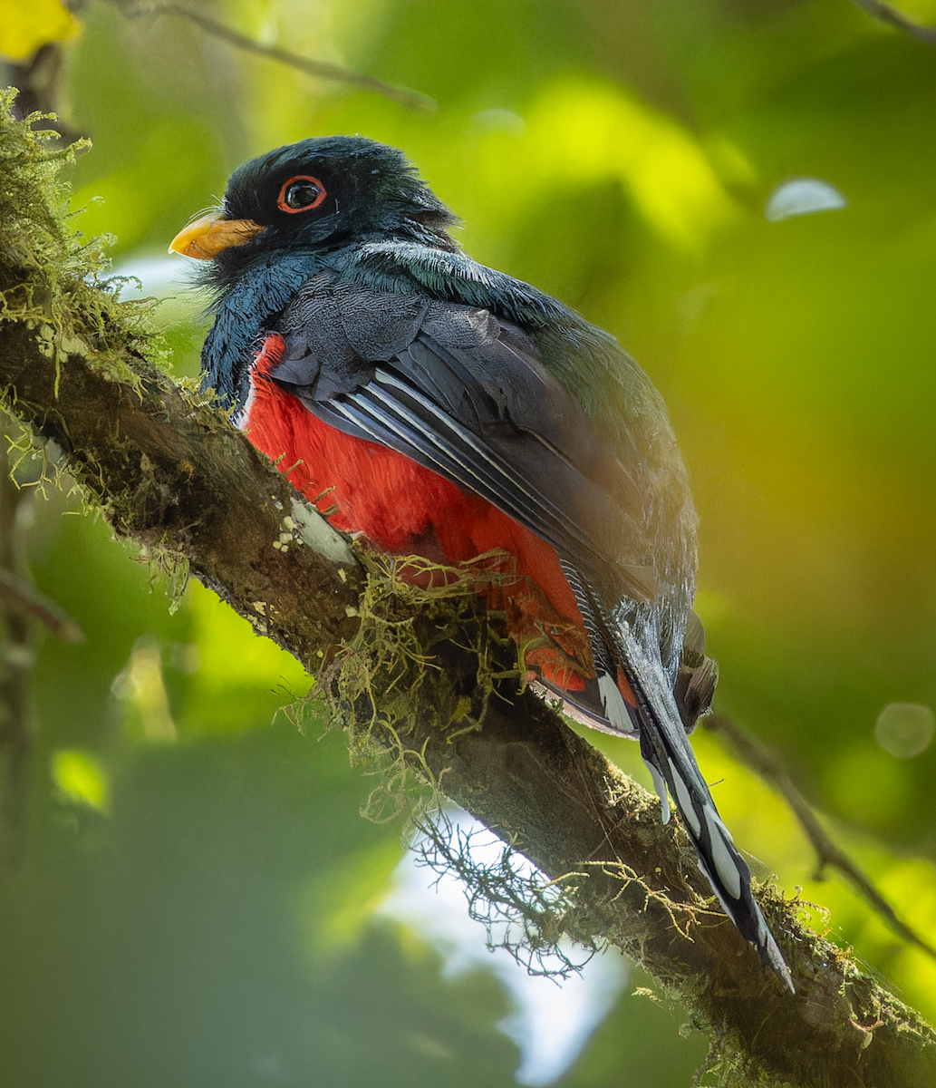 Masked Trogon - ML649050150