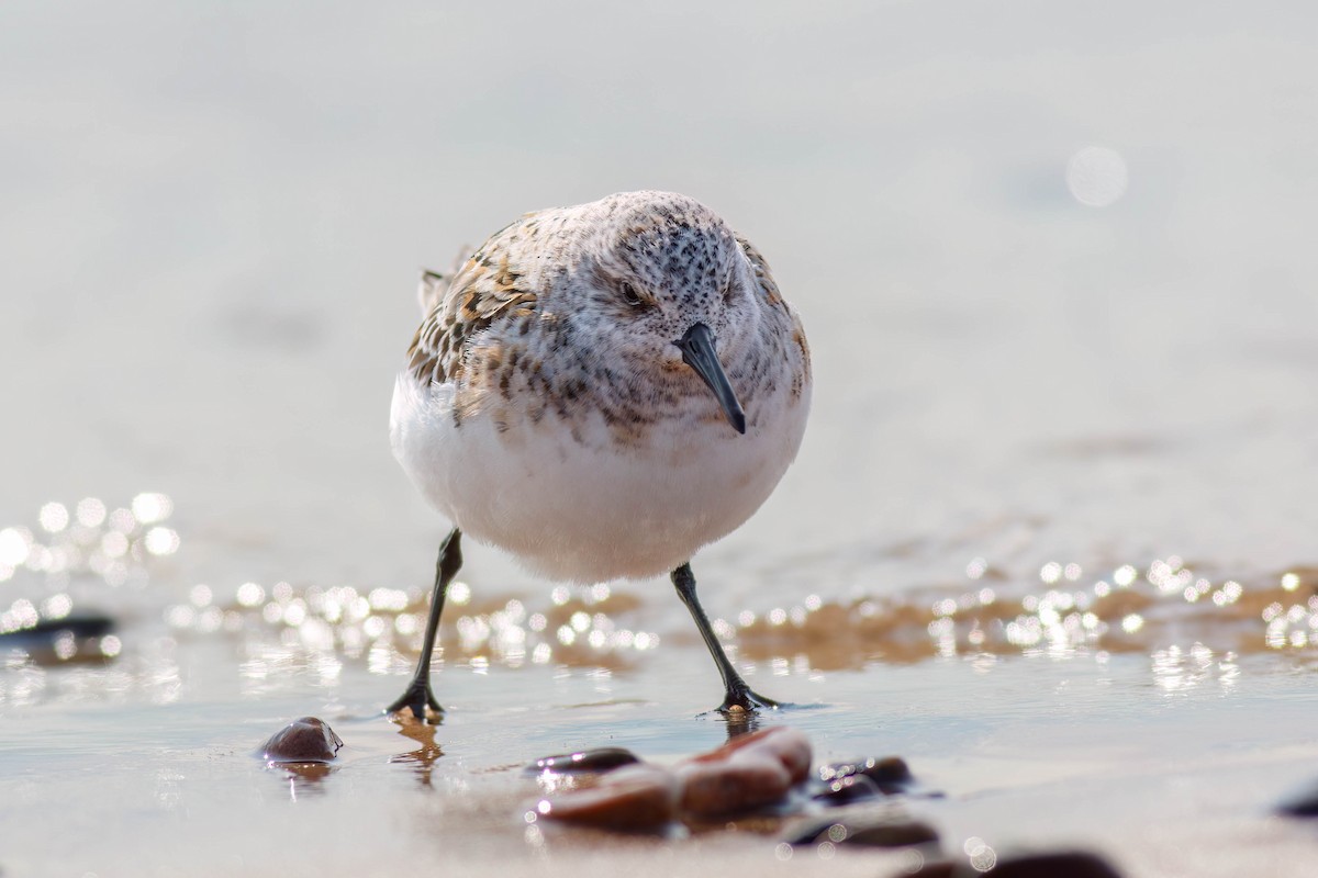 Sanderling - ML649050159