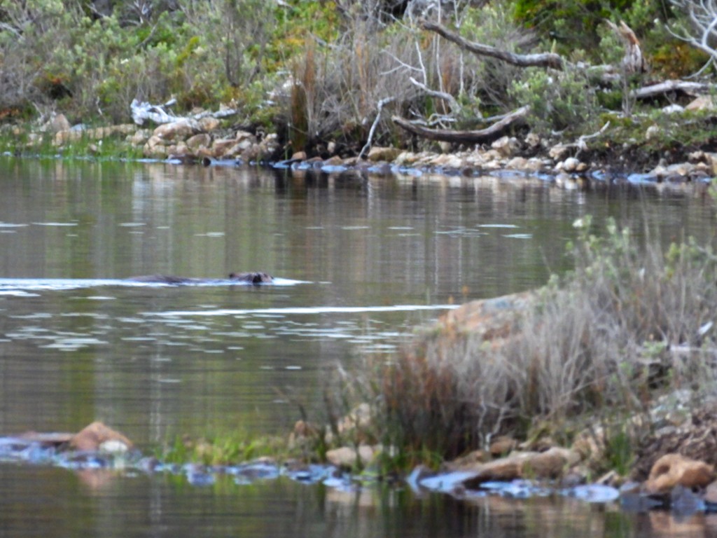 American Beaver - ML649050177
