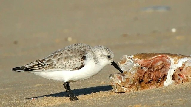 חופית לבנה - ML649050234