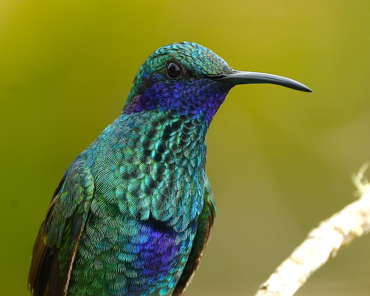 Sparkling Violetear - ML649050243