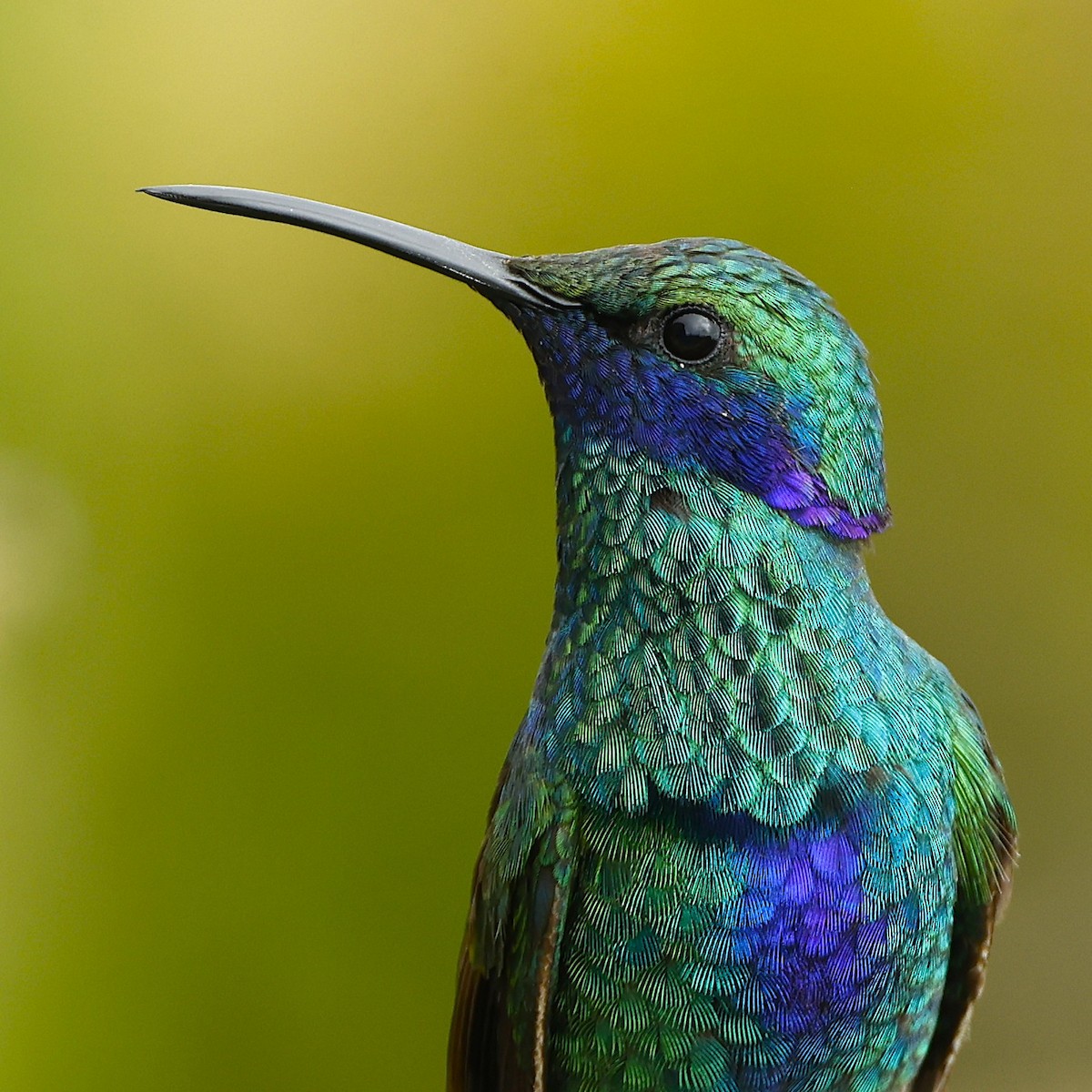 Sparkling Violetear - ML649050244