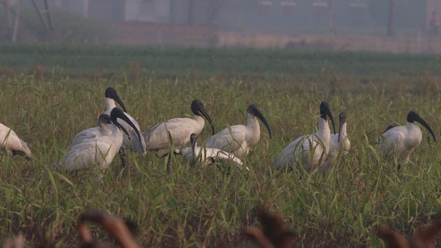 Black-headed Ibis - ML649050487