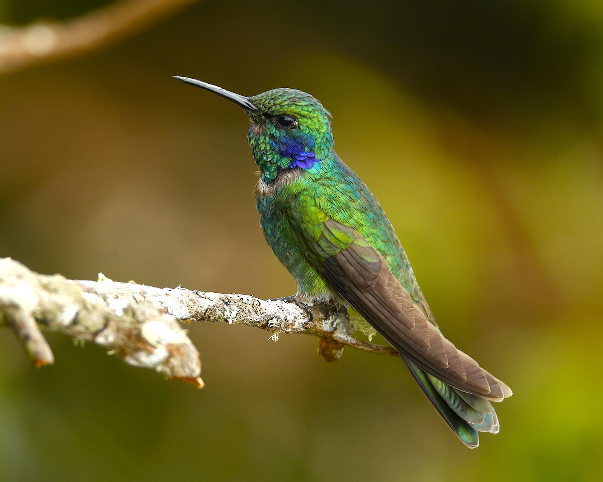 Lesser Violetear - ML649050494
