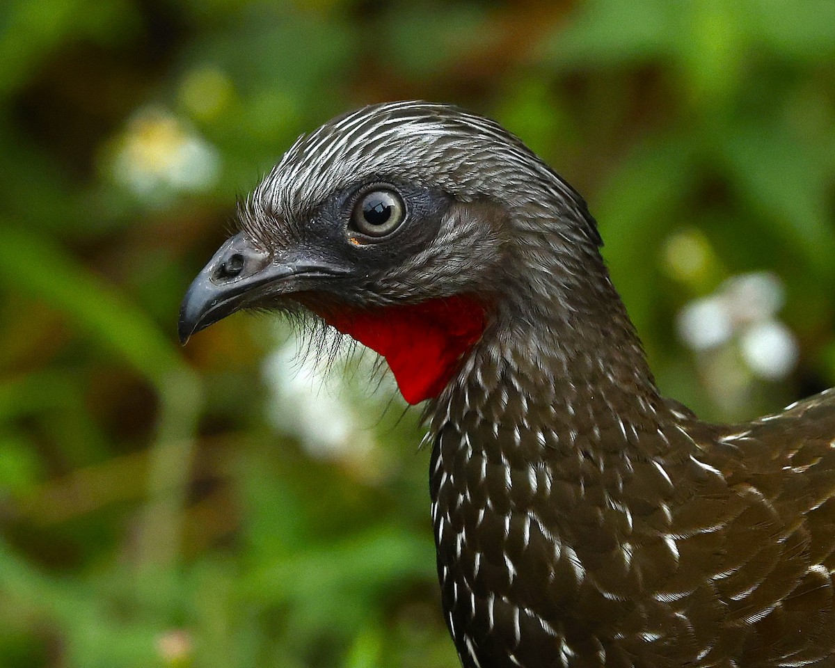 Band-tailed Guan - ML649050496