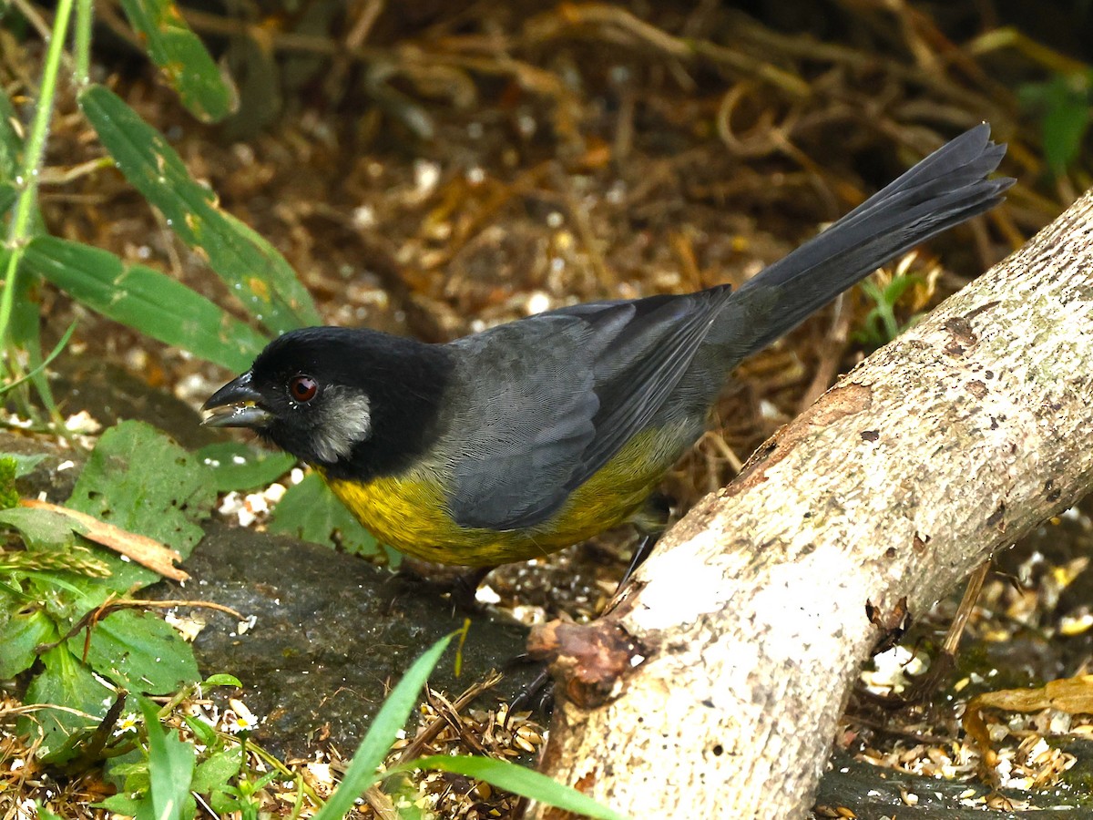 Santa Marta Brushfinch - ML649050528