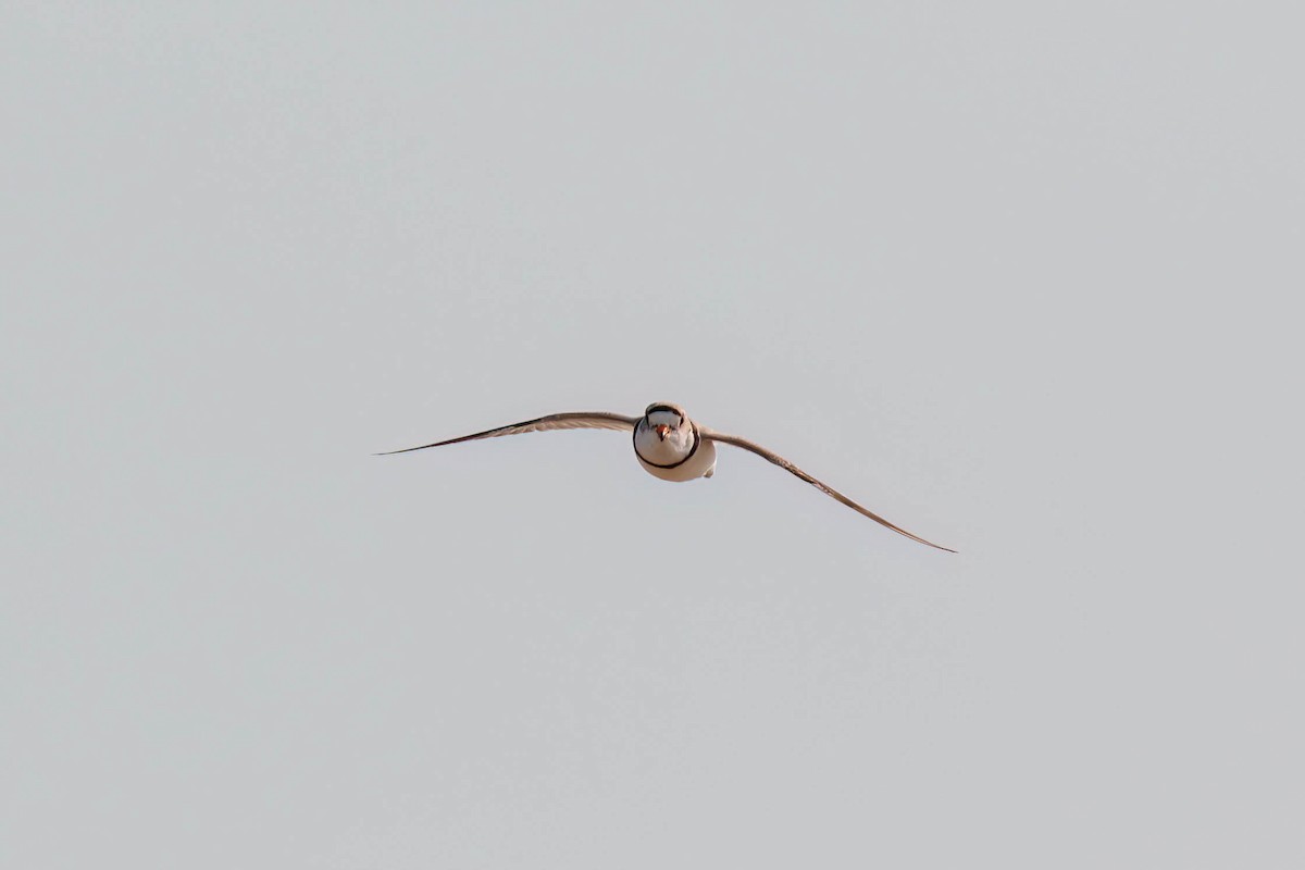 Piping Plover - ML649050590