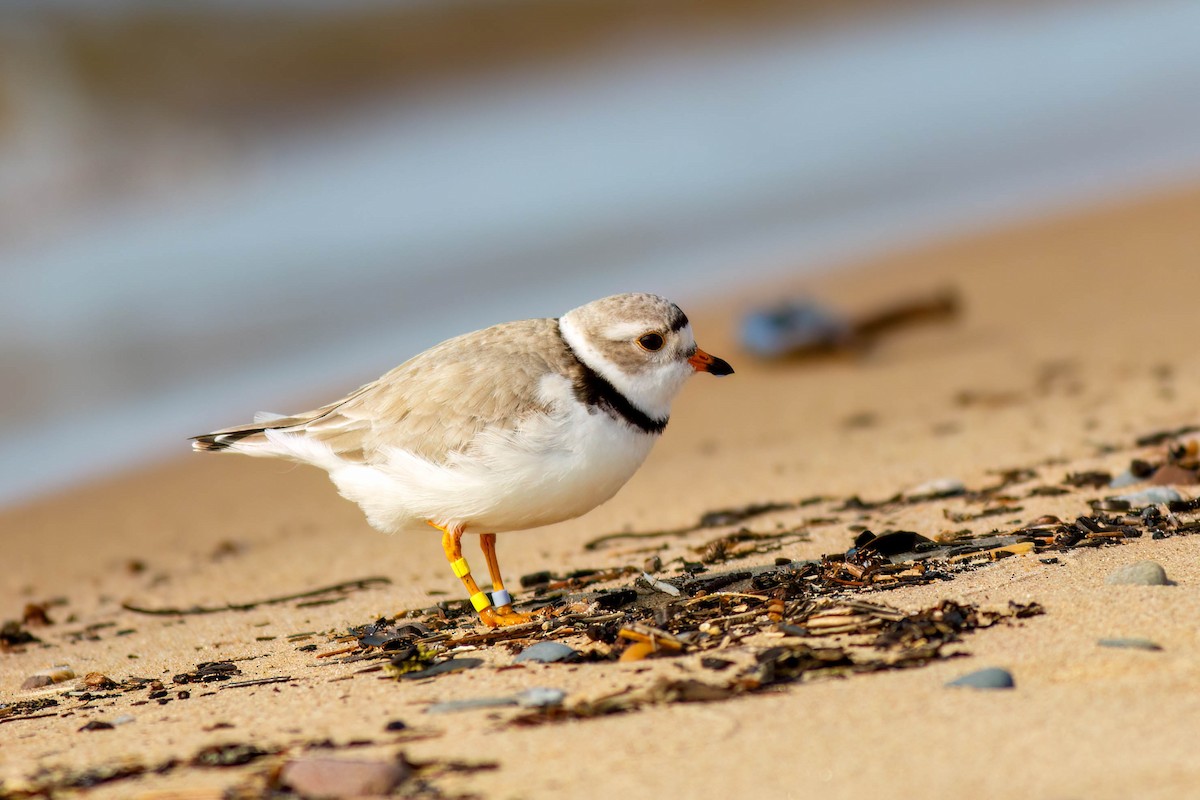 Piping Plover - ML649050591