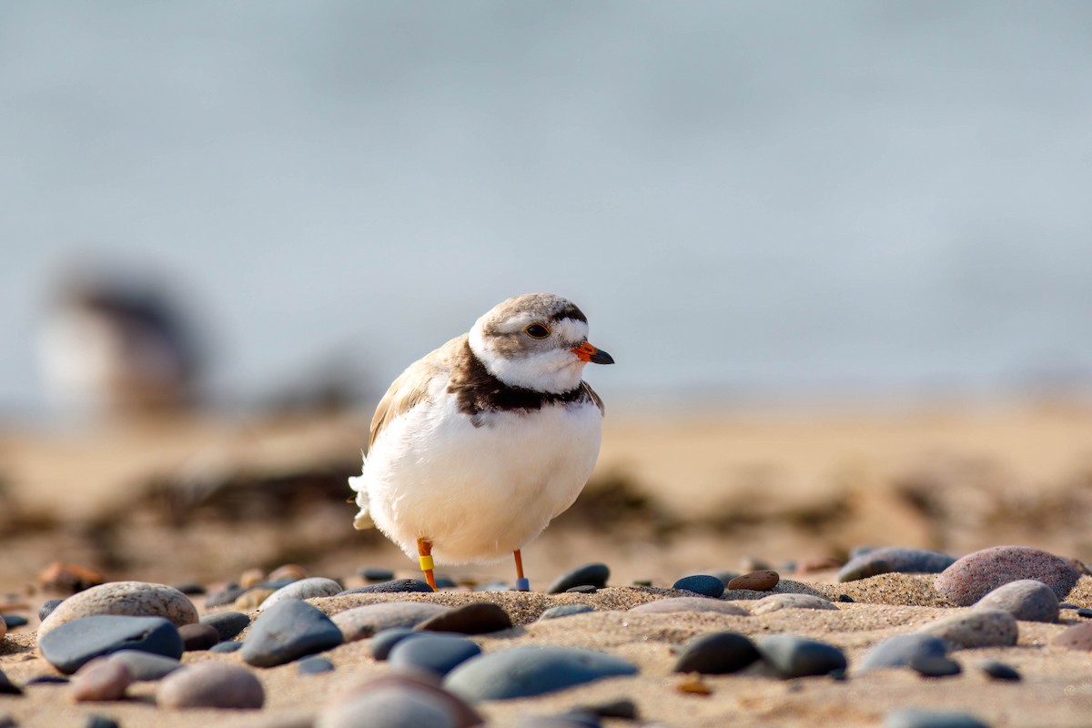 Piping Plover - ML649050592