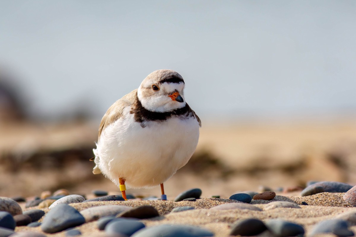 Piping Plover - ML649050593