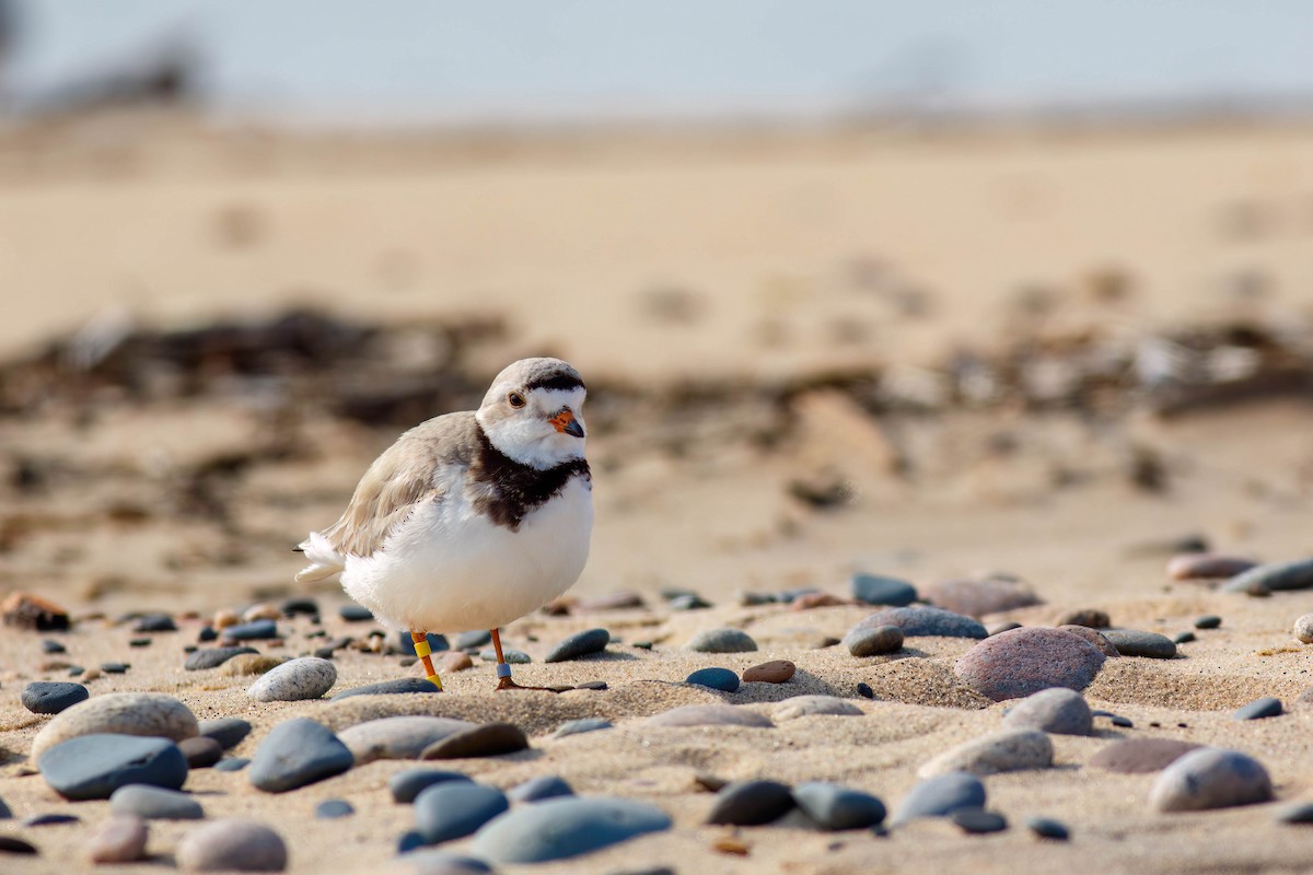 Piping Plover - ML649050594