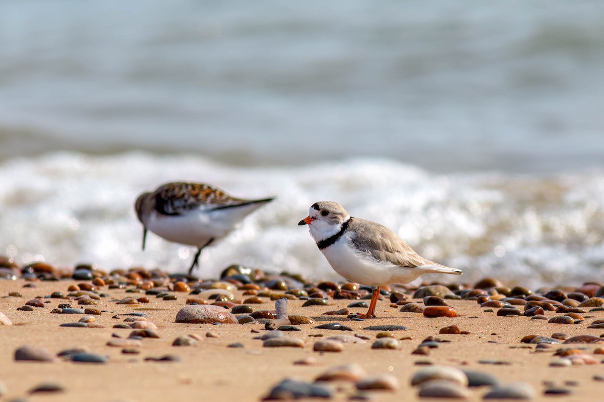 Piping Plover - ML649050595