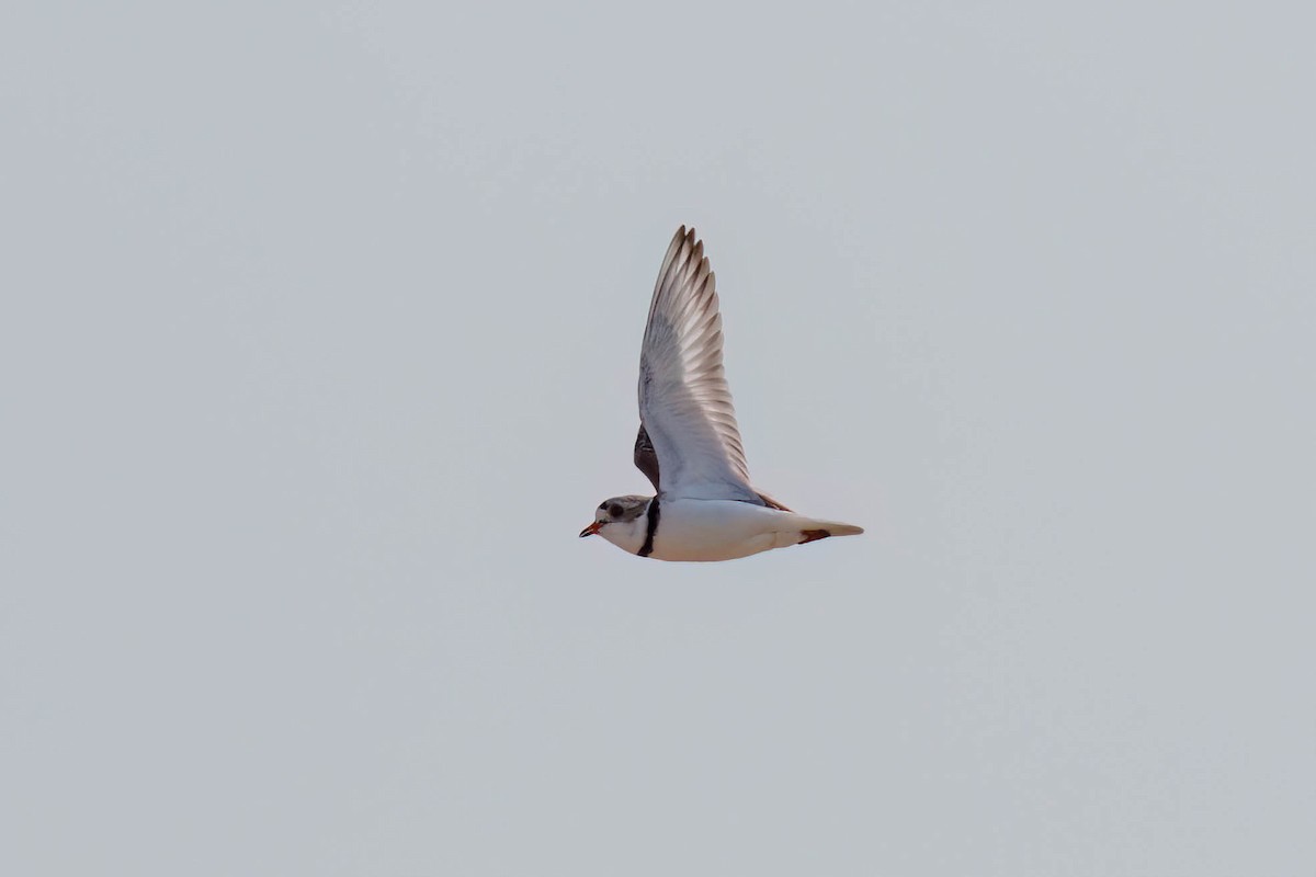 Piping Plover - ML649050596
