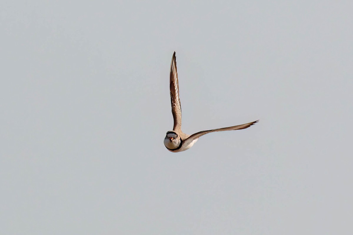 Piping Plover - ML649050599