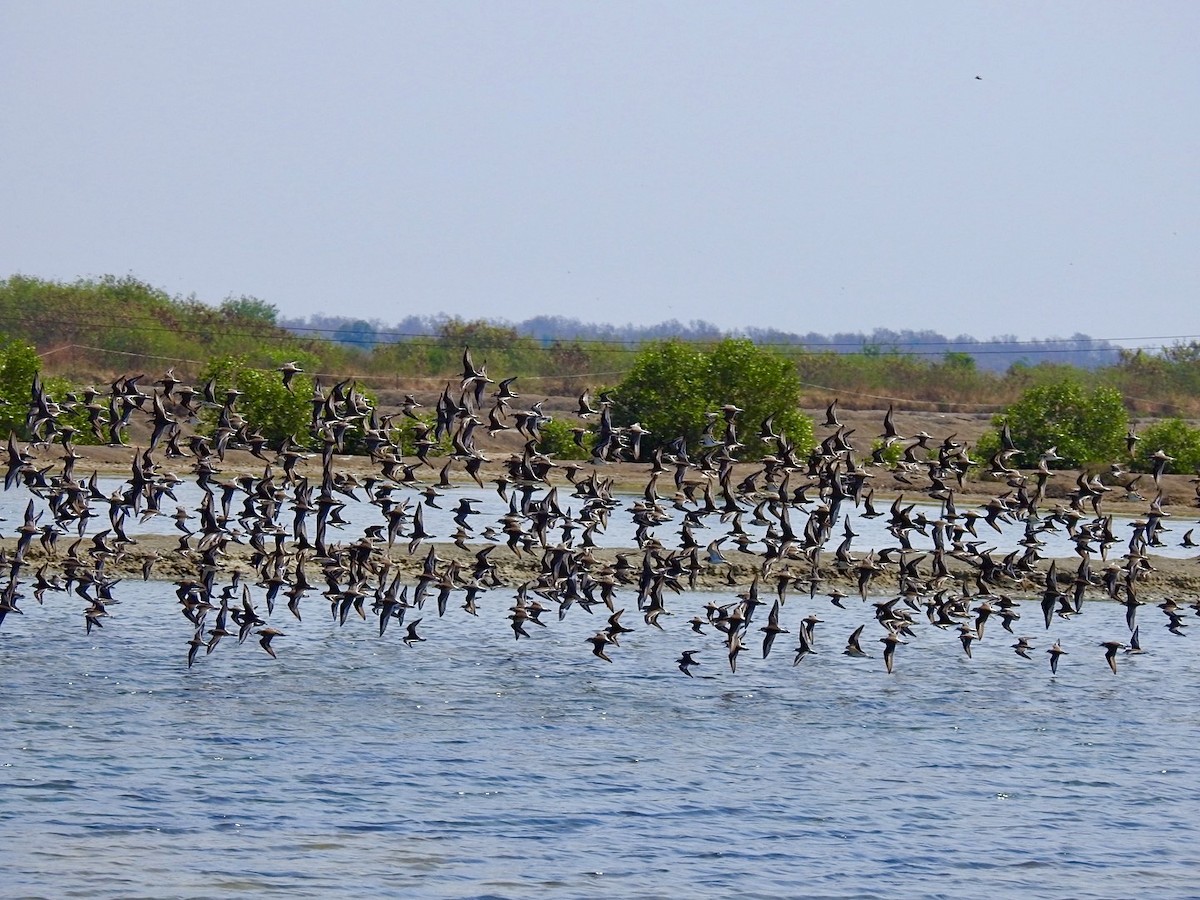 Tibet Cılıbıtı - ML649050610