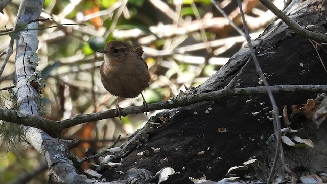 フユミソサザイ - ML649051557