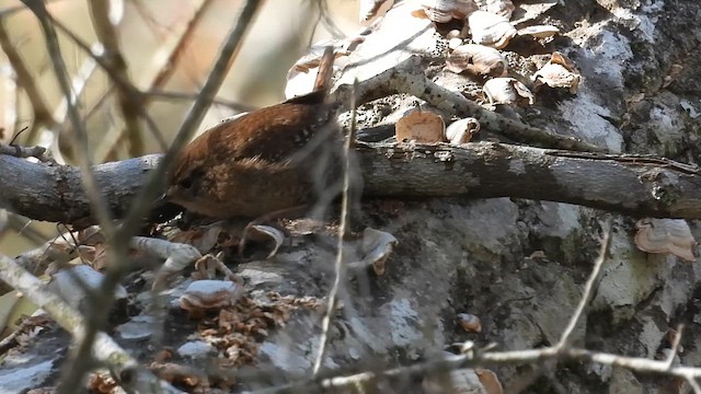 フユミソサザイ - ML649051604