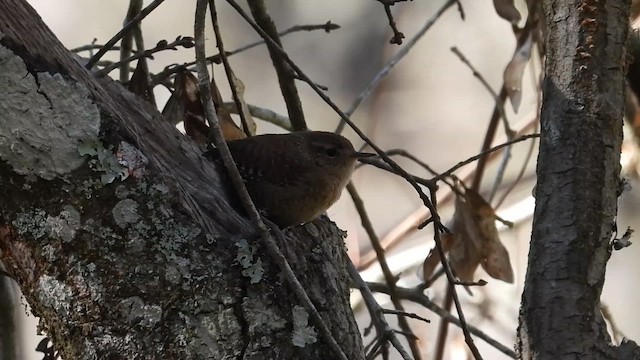 フユミソサザイ - ML649051648