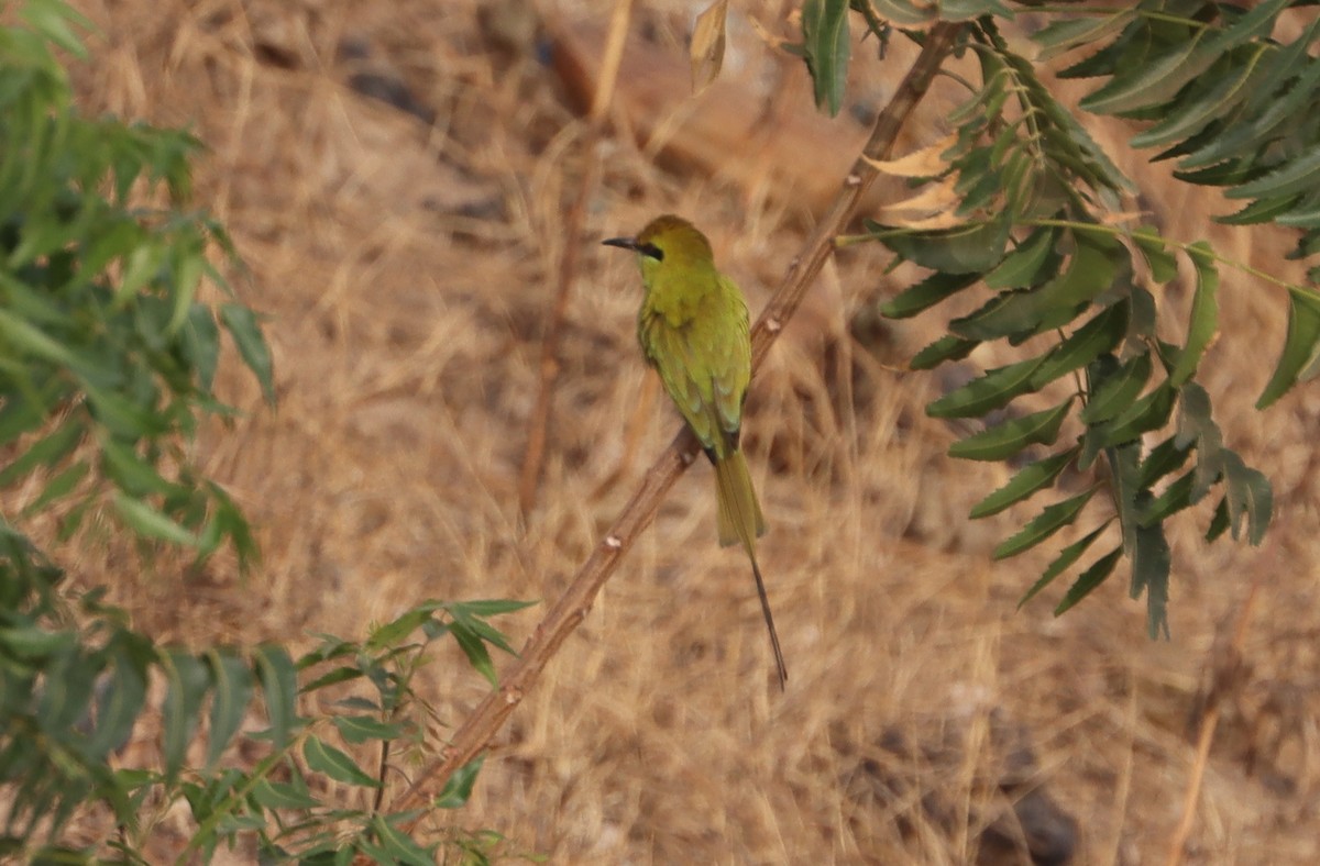 African Green Bee-eater - ML649051687