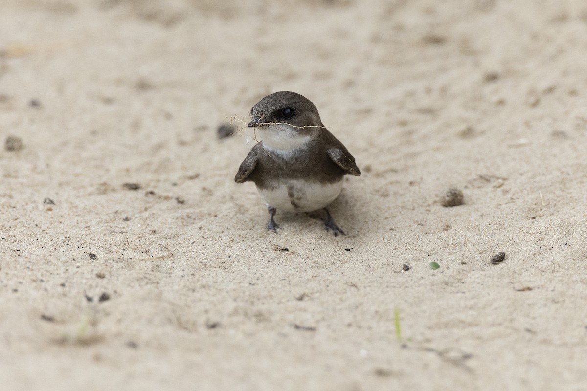 Береговушка - ML649051891