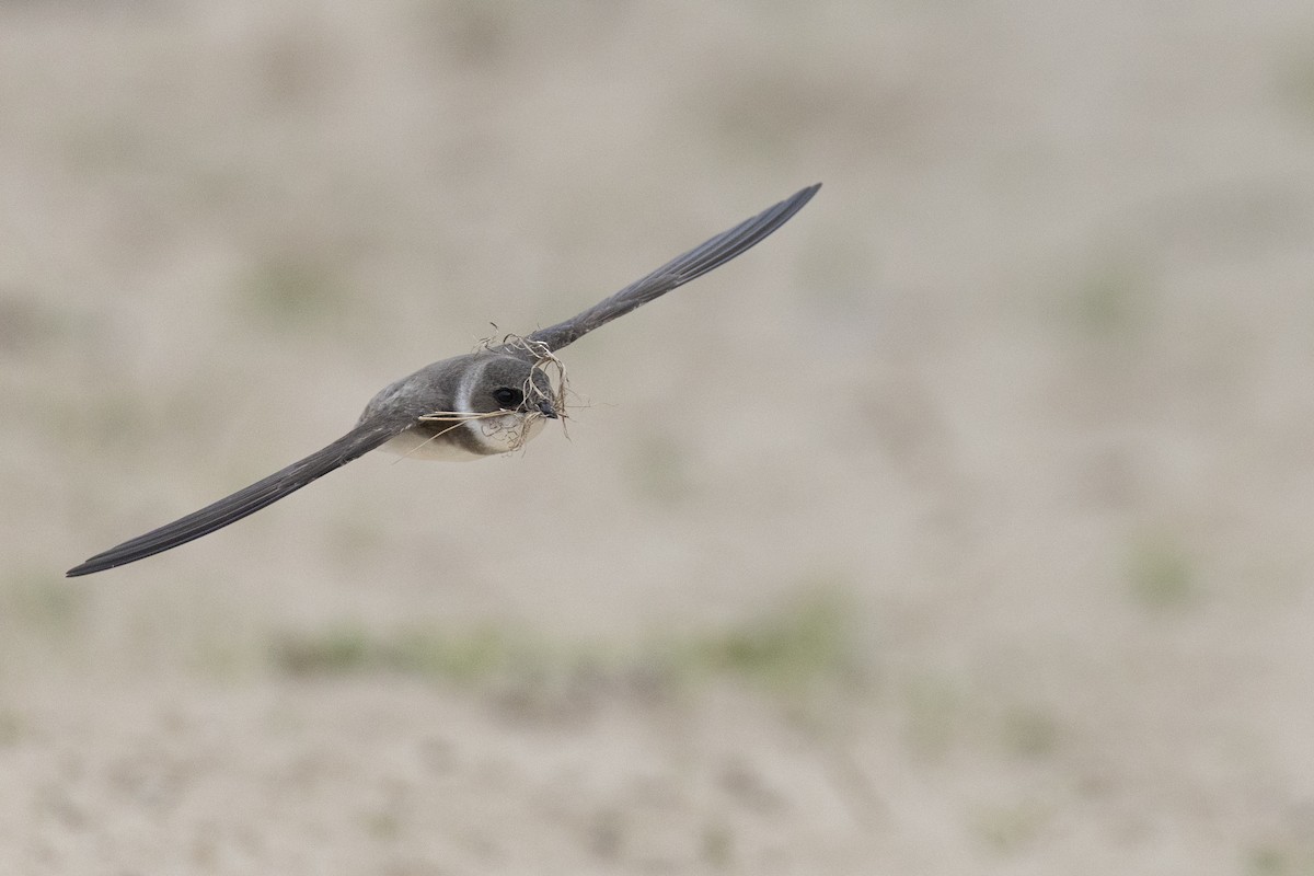 Береговушка - ML649051894