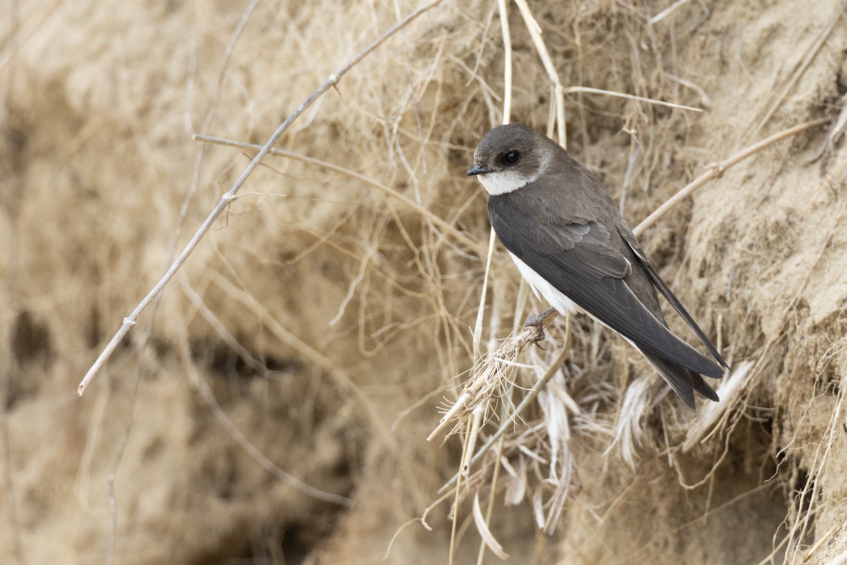 Береговушка - ML649051895