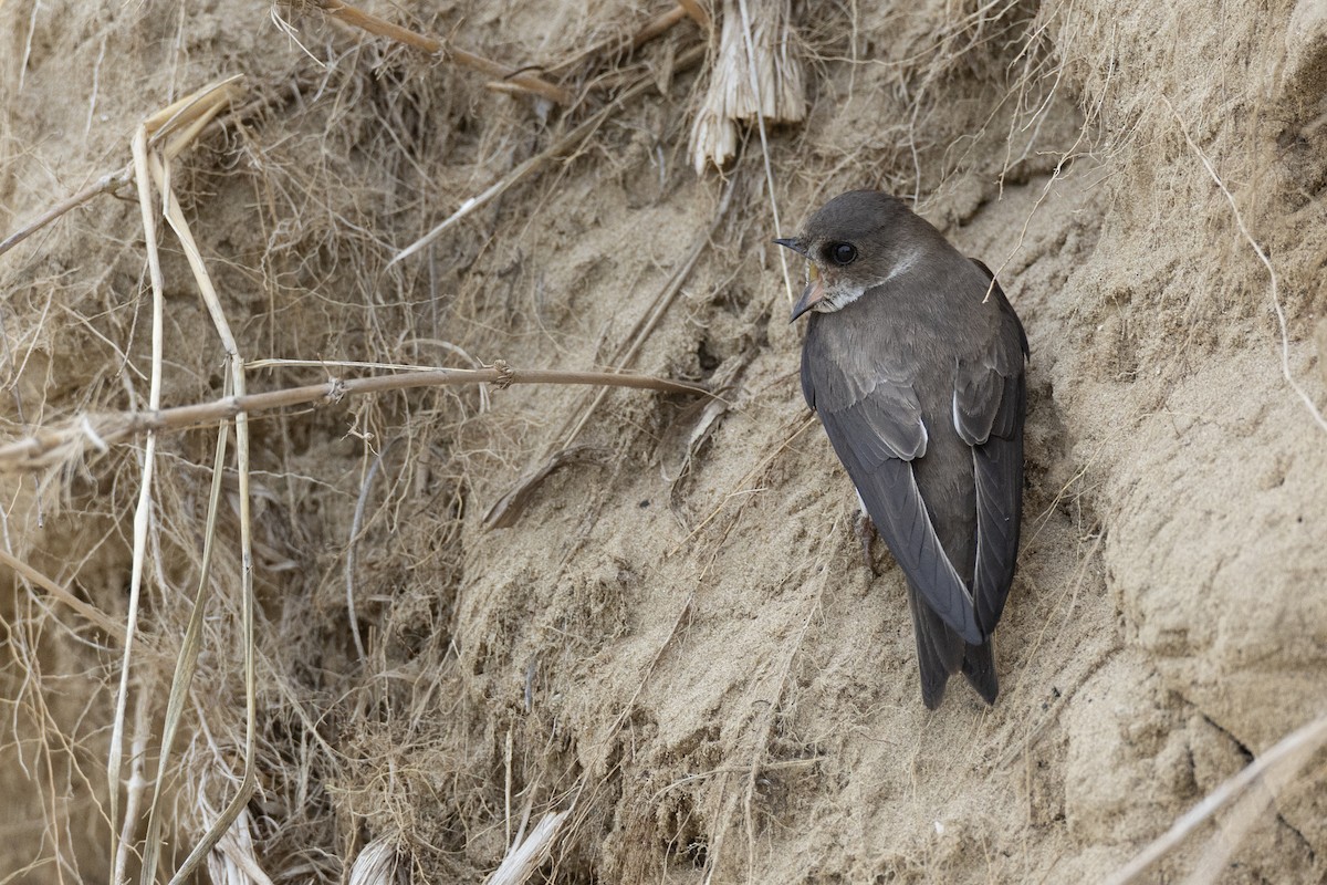 Береговушка - ML649051897