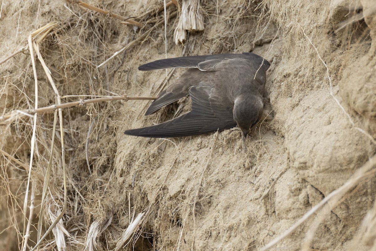 Береговушка - ML649051898